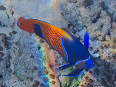 Pomacanthus navarchus