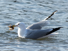 Larus delawarensis