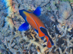 Pomacanthus navarchus