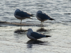 Larus delawarensis