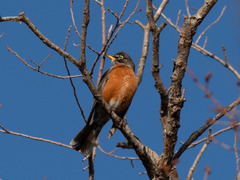 Turdus migratorius