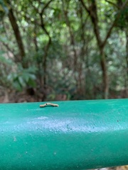 Lepidoptera