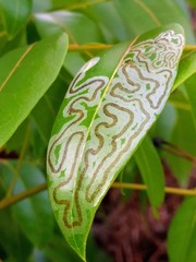 Phyllocnistis meliacella