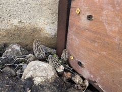 Morchella rufobrunnea