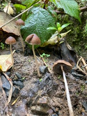 Psathyrella microrhiza