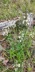 Penstemon laxiflorus