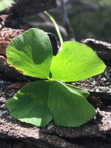 Marsilea villosa observed 2015-12-04