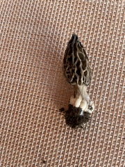 Morchella rufobrunnea