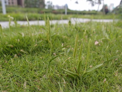 Ophioglossum thermale