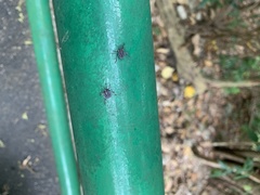 Tessaratoma papillosa