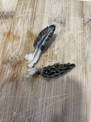 Morchella rufobrunnea