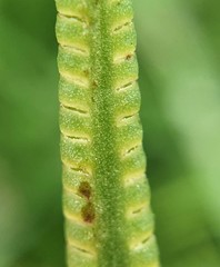 Ophioglossum thermale