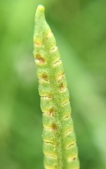 Ophioglossum thermale