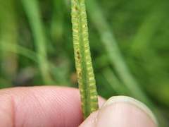 Ophioglossum thermale