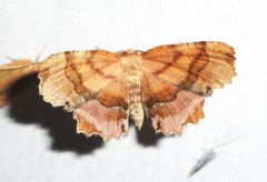 Cepphis armataria