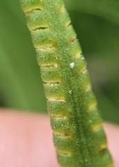 Ophioglossum thermale