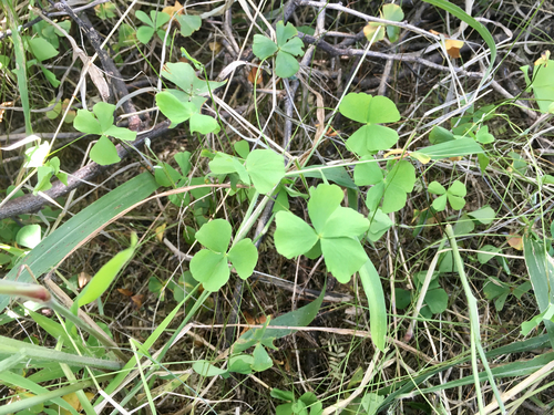 Marsilea villosa observed 2015-12-04
