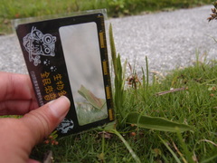 Ophioglossum thermale