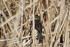Agelaius phoeniceus