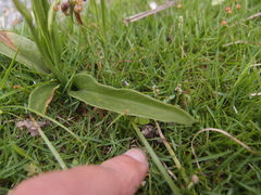 Ophioglossum thermale
