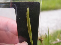 Ophioglossum thermale