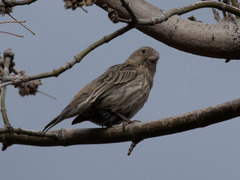 Haemorhous mexicanus