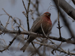 Haemorhous mexicanus