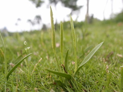 Ophioglossum thermale