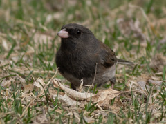 Junco hyemalis
