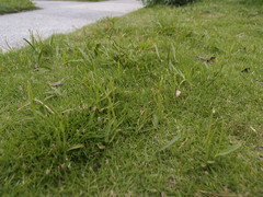 Ophioglossum thermale