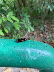 Lepidoptera