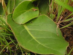 Gerbera piloselloides