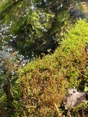 Hygroamblystegium