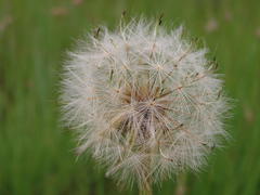 Gerbera piloselloides