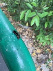 Lepidoptera