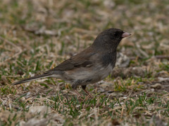 Junco hyemalis