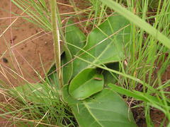 Gerbera piloselloides