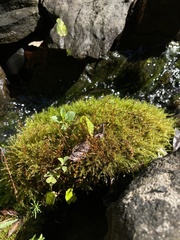 Hygroamblystegium