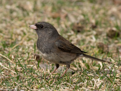 Junco hyemalis