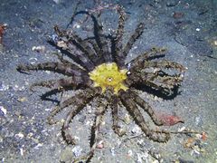 Actinostephanus haeckeli