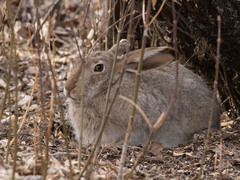 Lepus townsendii