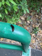 Lepidoptera