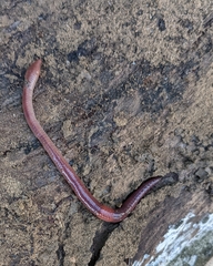 Lumbricus rubellus