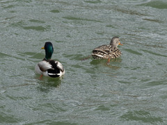 Anas platyrhynchos