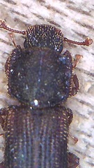 Namunaria
