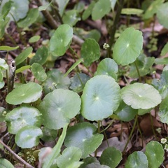 Hydrocotyle prolifera