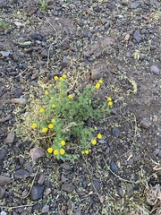 Oncosiphon pilulifer