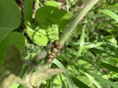 Megacopta punctatissima