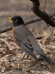 Turdus migratorius