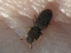 Namunaria